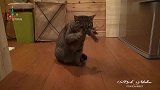 给猫咪一个鸡毛毽子,它能玩一天