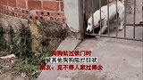 狗狗钻过铁门时，被其他狗狗阻拦狂吠，见不得人家过得去