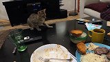 这只猫猫想吃东西，但是走近之后竟然玩起来了，也太可爱了吧！