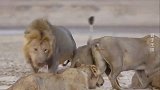 狮王把私生子带回狮群，母狮们当场翻脸一肚子怒火！
