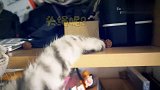 猫咪趁主人打开柜子的瞬间，见啥偷啥，偷完立刻就跑，要也不给！