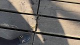 木板上的这是个什么，走近一看才知道