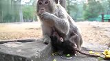 小猴子宝宝好着急哦，那么多好吃的一口都不给宝宝吃，啊！