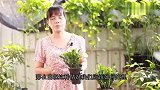 入秋后蟹爪兰不生长？学会这样养护它，很快就能恢复生长