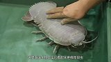 日本大厨处理深海巨虱，刀工了得惊艳四座，看完让人流口水！