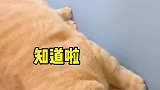 它曾经是一只流浪猫，如今有了女主人的宠爱，幸福的像个小孩！