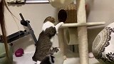 趣味萌宠：大眼萌和小花猫一起玩