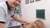 谢谢你皮蛋，无聊的时候陪我打球，给我打靶子萌宠