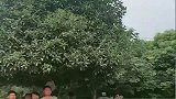 最有才华的乞丐, 嗓音瞬间就俘虏了美女的芳心, 我都羡慕了