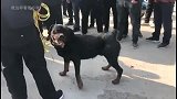 狗市：狗市场，60斤的马犬根本不是罗威纳的对手