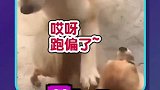 摸狗有风险，撸狗需谨慎