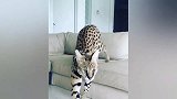 猫中的维密天使，瞧那两双大长腿