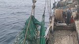 渔民再次大爆网，6个大汉收网费了老劲，几千斤货把船摇得嘎吱响