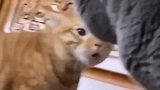 学一门外语打架时候还能恐吓一下别的猫