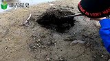 小诗哥赶海抓螃蟹，遇见一个挖鳝高手，好大一条海鳝！