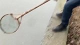 乌龟塘里也有大鱼，眼看着大鱼纷纷逃走，小伙一点办法都没有！