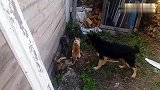 关键时刻见真情！狗狗不让别家的猫咪欺负自己的猫咪！