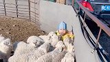 女子把娃放在羊圈，羊崽瞬间将孩子淹没