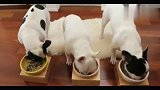 三只斗牛犬一起吃饭饭，就像一场比赛一样