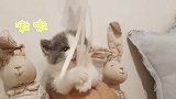 把同一个逗猫棒给猫咪，小奶猫和铁憨憨的画风完全不同！
