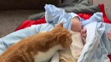 猫：铲屎的我天天给你照顾小孩子，你得给我小鱼干呀！