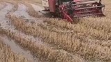 农民种地很辛苦，趟着水割麦子