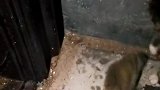 猫：快投降，不然我今天吃了你！