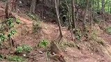 猴群也是一个小社会，每天都是弱肉强食的