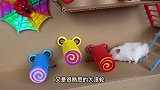 泡泡乐玩具屋迷宫，艰难险阻的机关仓鼠会如何闯过