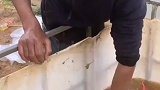 红萝卜又来洗澡儿了，田园生活乐趣多
