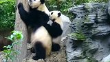 熊猫：妈咪，想当初你就这样扯着不给我上树，没想到你也有今天吧