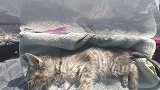 车底下发现一只流浪小猫，饿得骨瘦嶙峋，奄奄一息