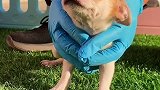 三大饿犬之首的吉娃娃其实也很可爱吉娃娃 狗 宠物知识