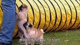 大家都在积极完成任务，而这只小八哥更喜欢玩耍