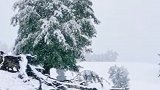 新疆多地突降大到暴雪：积雪齐腰深 ，气温骤降20度