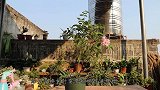 月季换盆为什么要剪根？其实剪根有大作用