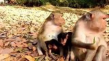 实拍：猴子开始抢水喝