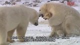 看北极熊是如何捕食海狮的，一瞬间的事，太霸气了！不多见的镜头