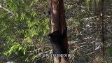 黑熊带孩子攀岩，稍有不慎就会追下悬崖，镜头拍下全过程