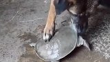 狗子主人养的乌龟味道还不错呀