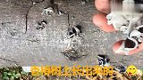 农村面食新做法，想吃面条不用擀，大刀挥一挥，大饼瞬间变面条