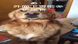 撒娇狂魔又来了，最会撒娇的金毛，这么大只还是个宝宝呢！