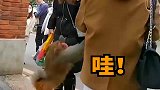 猴哥猖狂见人就抢, 女子用手机拍照险遭一巴掌