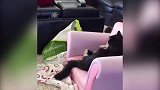 可怜的猫咪，被熊孩子，坐在屁股地上当垫子！