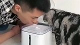 老公面对猫咪也没有办法了,用这方法教猫咪喝水,这样子太滑稽了