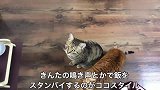 橘猫焦急等了主人半天也不喂饭，狸花猫：你且等等吧，还轮不到你