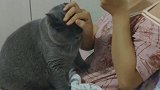 小猫咪为了个罐头能有多赖皮！萌宠 萌宠成精了 猫