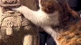 猫猫看到石狮子嘴里的球，忍不住想把它掏出来