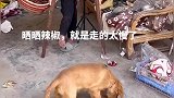 一直都是爬行刚刚练习使用拐杖