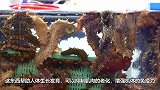 为什么海参一接触到油，就会自动溶解成水？原谅我没见过世面